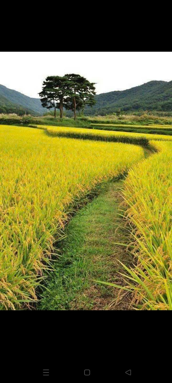 Đất nền Tân Phước, Đồng Phú 1000m² chỉ từ 320 triệu - Cơ hội đầu tư tuyệt vời!