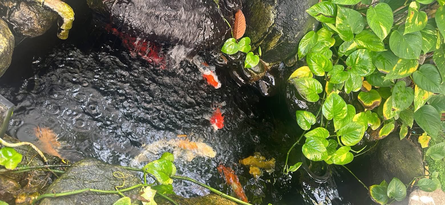 Nhà cho thuê tại Tân Xuân, Bến Tre 1PN - Giá 2.5 triệu/tháng, đầy đủ tiện nghi!