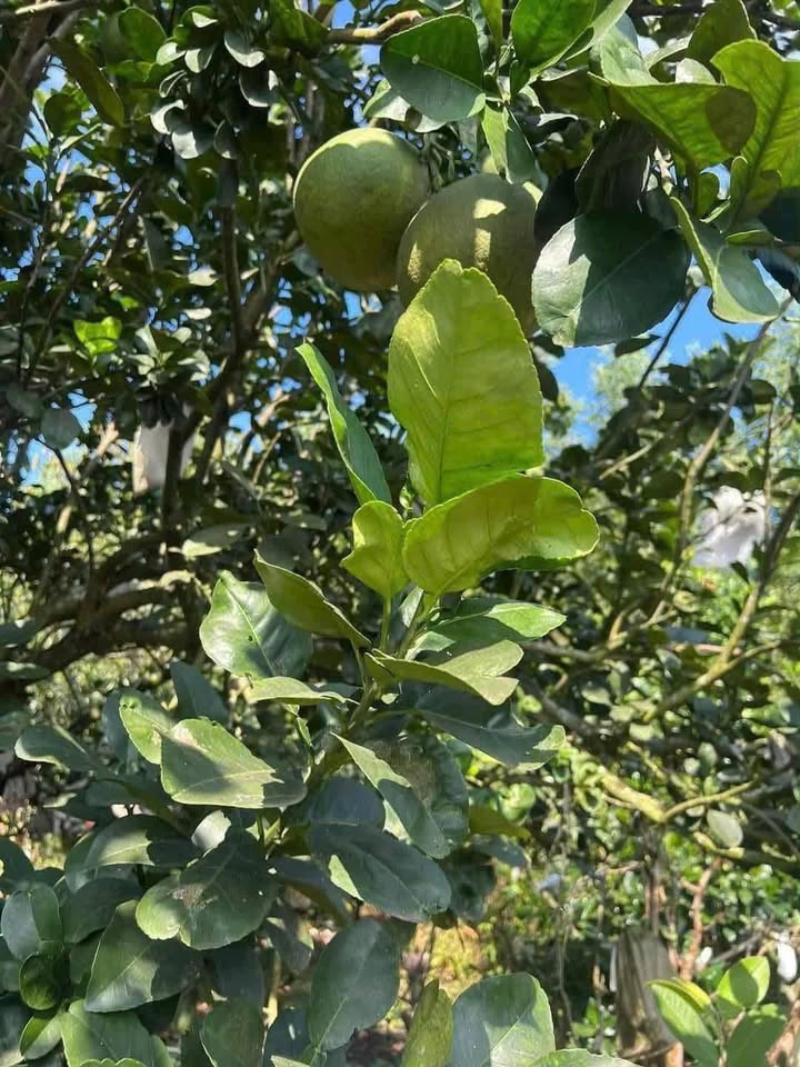 Đất vườn trái cây ấp 5 Vĩnh Tân 300m² giá 1.5 tỷ - Sổ hồng riêng, thu hoạch ngay!