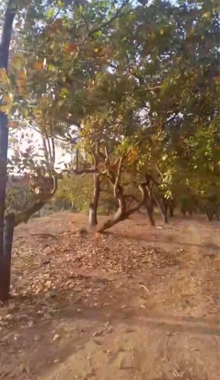 Đất Farm 2,5ha tại Long Hà, Phú Riềng - Đường Long Hà, Giá 11 tỷ - Cơ hội đầu tư hấp dẫn!