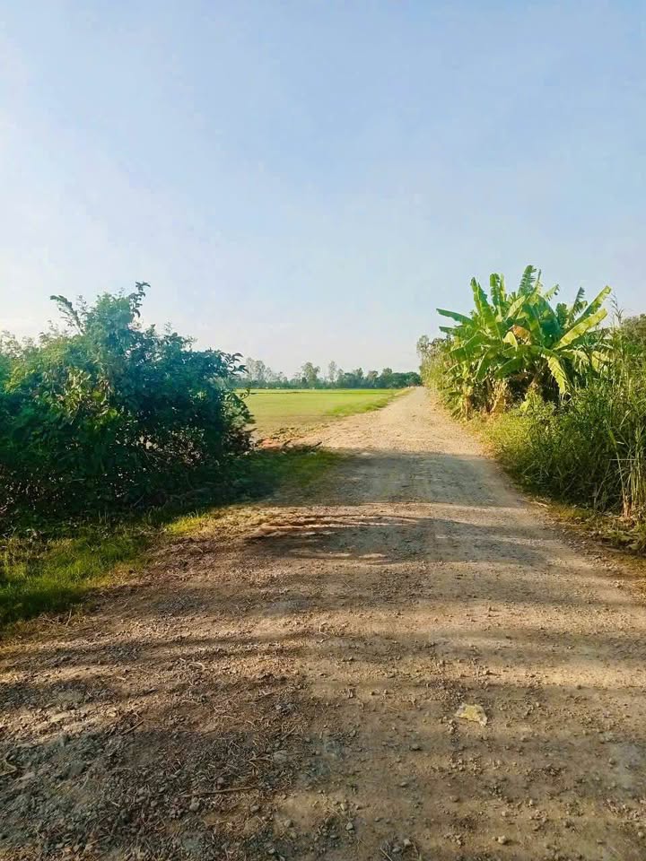 Bán đất ruộng 10 công tại Định Mỹ, Thoại Sơn - Giá chỉ 1.65 tỷ!