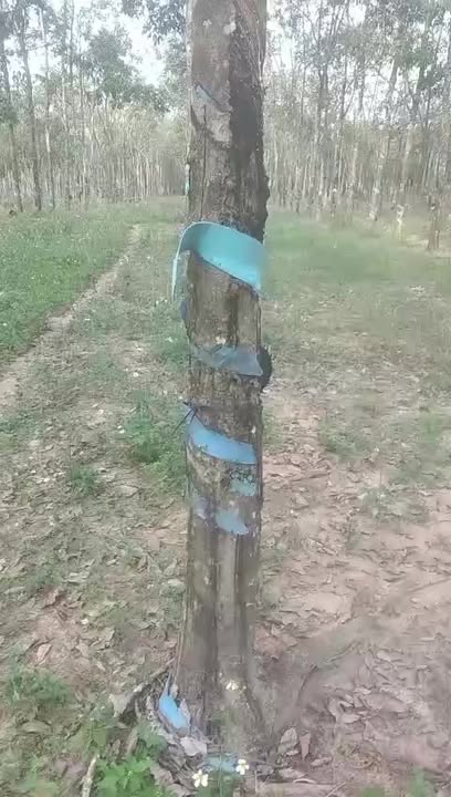 Đất nền 1ha7 tại xã Gia Huynh, huyện Tánh Linh - Sổ xanh chính chủ, giá thỏa thuận!