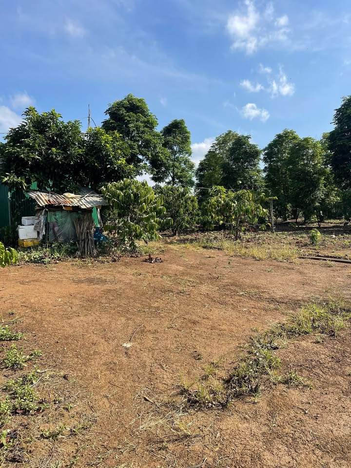 Đất cà phê 1.7ha tại xã Ea M'DRóh, huyện Cư M'gar - Giá 18.225 tỷ, chính chủ bán gấp!