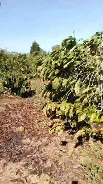 Đất nền 3ha xã K' Dang, Đăk Đoa - Giá 6.6 tỷ - Tiềm năng kinh doanh cao!