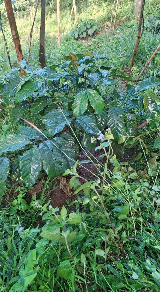 Đất nền 1ha2 tại Xã Thanh Phong, Huyện Thanh Liêm - Giá 2.2 tỷ - Cơ hội đầu tư tuyệt vời!