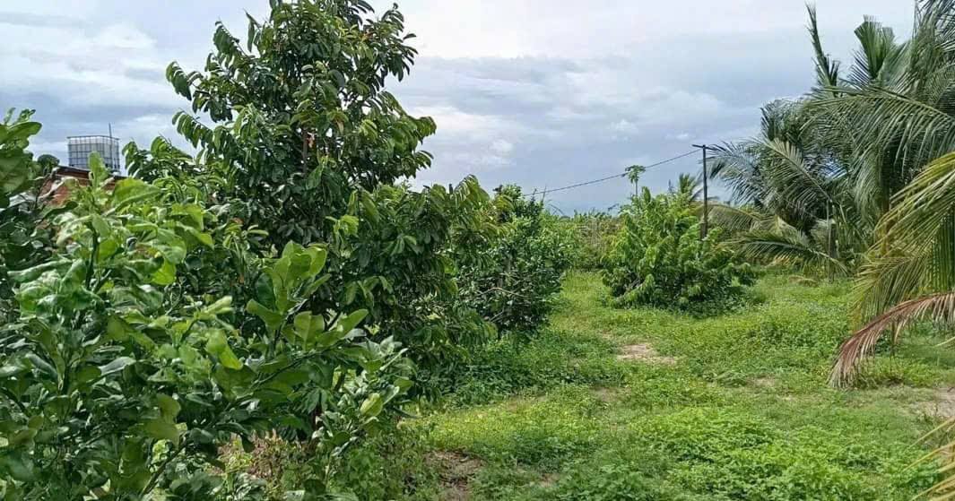 Bán gấp nhà vườn tại Phú Long, 1.300m² - Khu nghỉ dưỡng lý tưởng!