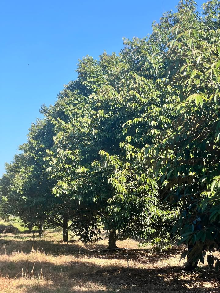 Farm 5300m² tại Phước Thạnh, Gò Dầu, Tây Ninh - Mảnh vườn sầu riêng chính chủ giá chỉ 3.3 tỷ!