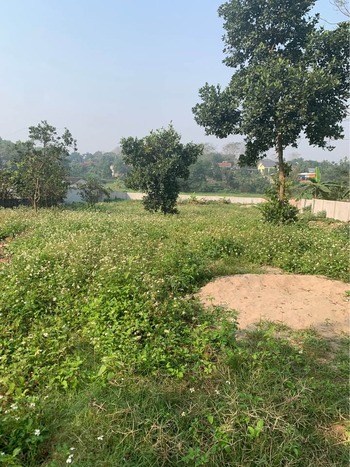 Đất thổ cư 300m² tại Thôn 5, Ba Trại, 1.800m² chỉ 3.6 tỷ - Đầu tư sinh lời lý tưởng!