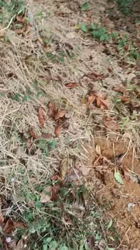 Đất nền 9000m² Huyện Bù Đăng - Giá chỉ 1.2 tỷ, phù hợp đầu tư!