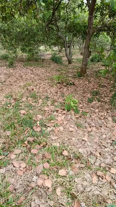 Đất nền 2.1 héc tại Thọ Sơn, Bù Đăng chỉ 1.4 tỷ - Tiềm năng đầu tư lớn!