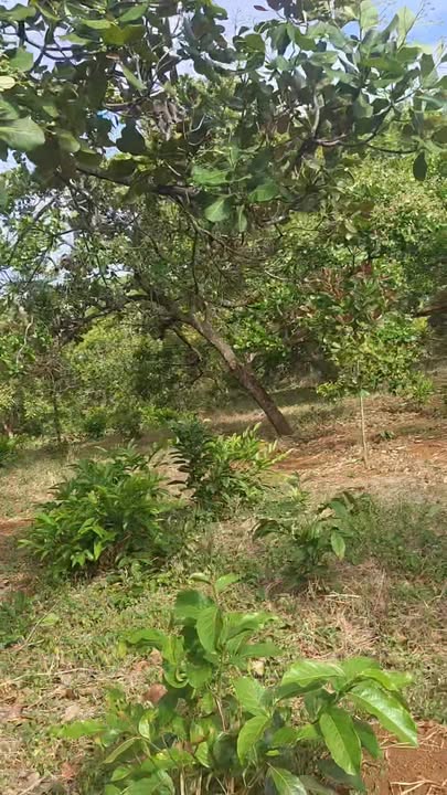 Đất nền xã Bom Bo, Huyện Bù Đăng, 5,5 hecta giá chỉ 1,3 tỷ/ha - Cơ hội đầu tư tuyệt vời!