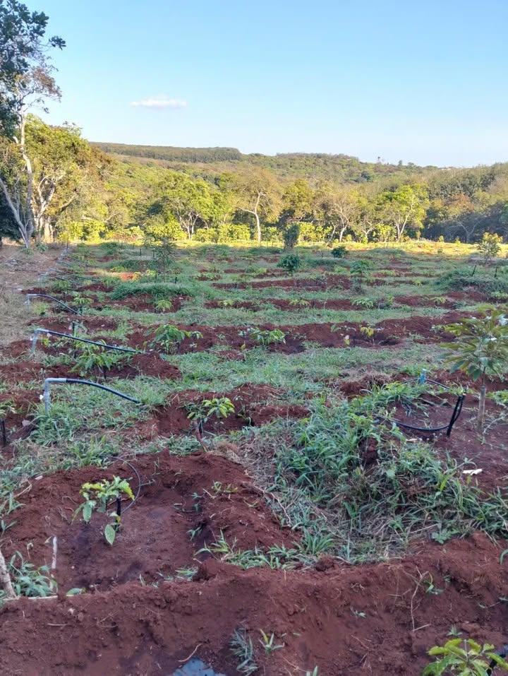 Farm 50,000m² Nghĩa Bình, Bù Đăng giá 1.1 tỷ - Đầu tư sinh lời hấp dẫn!