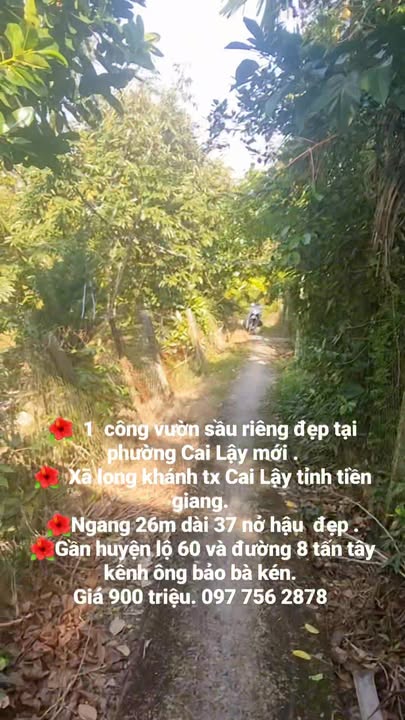 Đất vườn Cai Lậy, Đồng Tháp 1000m² - Đang trồng sầu riêng, giá thương lượng!