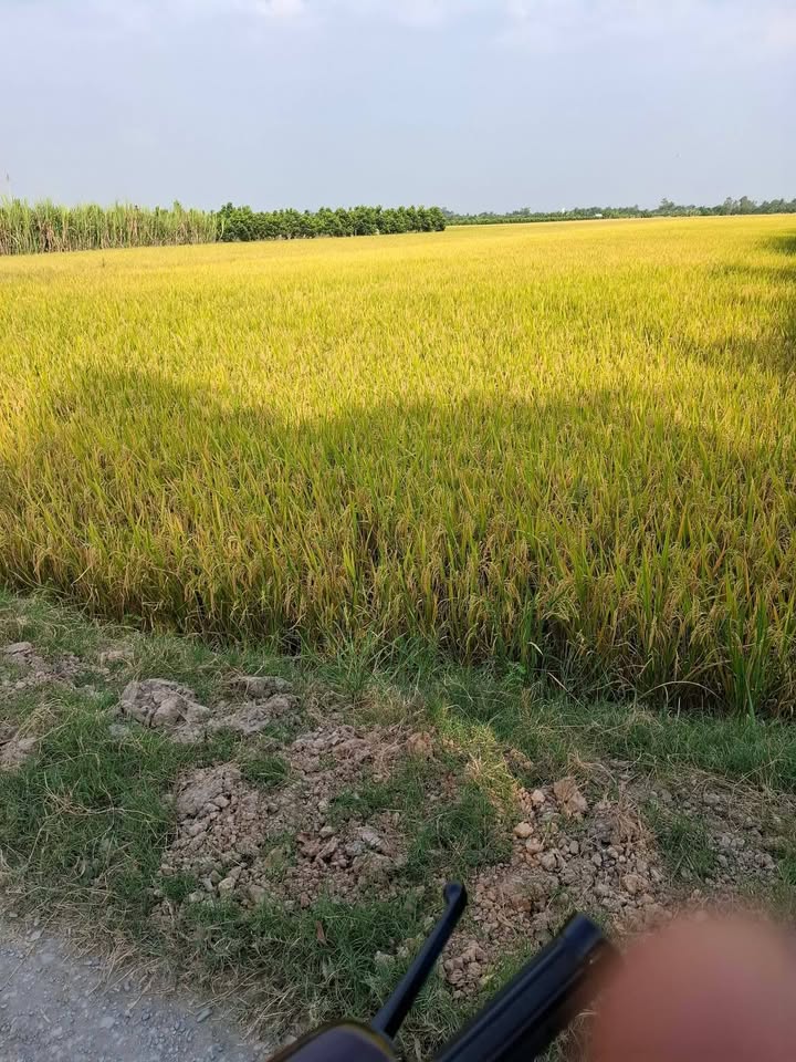 Đất ruộng 11.500m² Đường Ba Gác, Đốc Binh Kiều - Giá 3 tỷ, cơ hội đầu tư tốt!