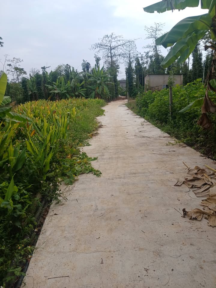 Đất nền 4900m² tại xã Sông Ray, huyện Cẩm Mỹ - Giá chỉ 3 tỷ VND!