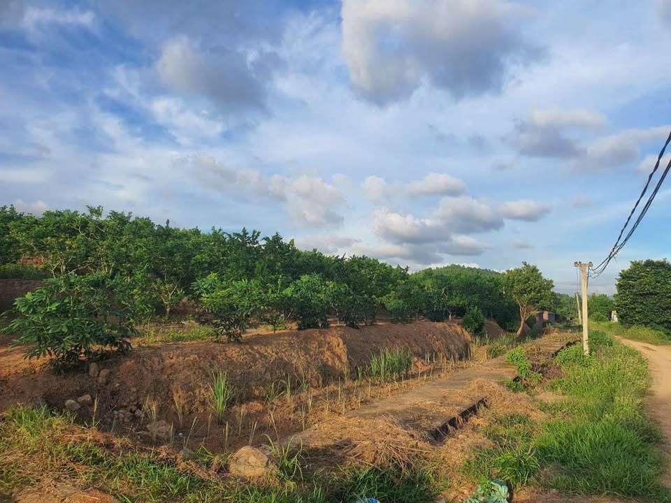 Đất rừng Bãi Dài An Sinh 3000m² giá chỉ vài trăm triệu - Cơ hội đầu tư hấp dẫn!