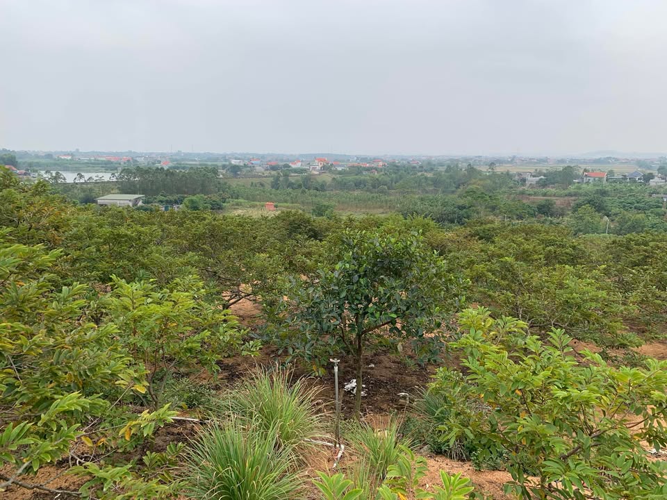 Farm An Sinh 6000m² giá 700 triệu - Đầu tư chăn nuôi sinh lời cao!