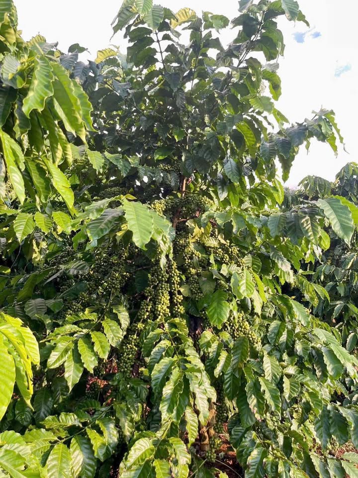 Đất nông nghiệp 9000m² xã Ia Bă, huyện Ia Grai - Giá chỉ 1.8 tỷ VND