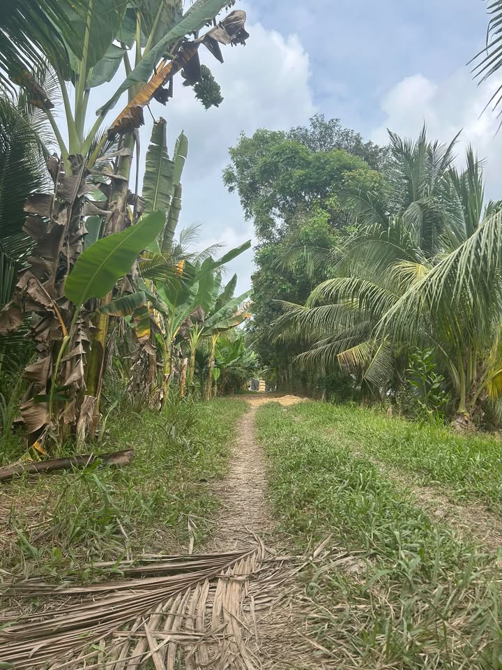 Đất nông nghiệp Ô Tưng, Trà Vinh 50.000m² giá 12 tỷ - Đầu tư sinh lời lý tưởng!