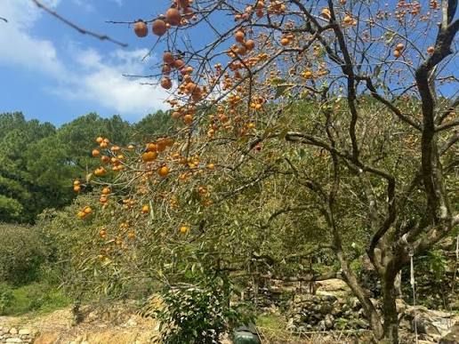 Đất nhà vườn Nam Lĩnh 5000m² - Gần Vinh, giá thỏa thuận!