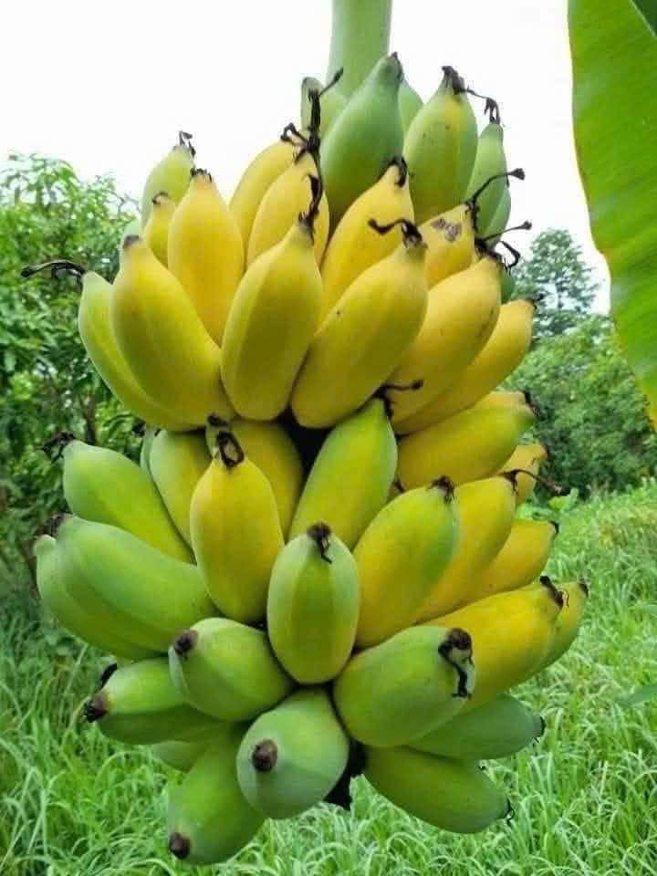 Đất nền phường Tân Hạnh, Dĩ An, 60m² giá 1.75 tỷ - Cơ hội đầu tư hấp dẫn!