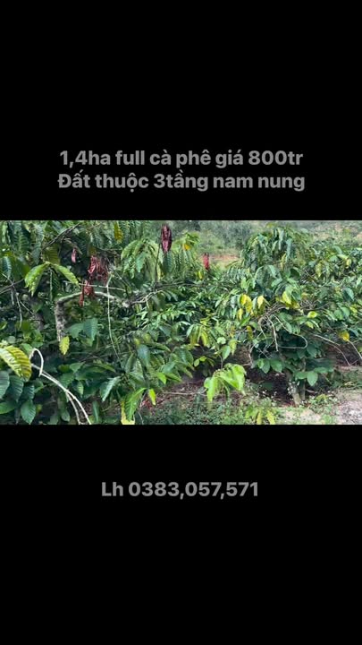 Đất Farm 1,4ha Nam Ninh Lâm Đồng giá 800 triệu - Cơ hội đầu tư tuyệt vời!
