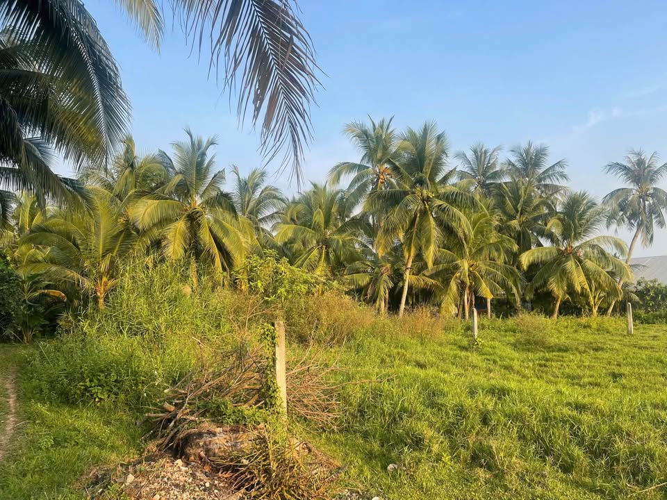 Đất thổ cư 706m² Xã Thanh Đức, Huyện Long Hồ - Ô tô tới đất, giá chỉ 1.694 tỷ!