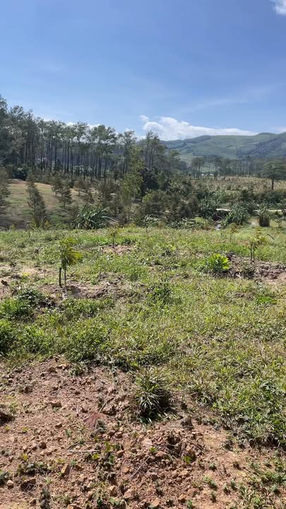 Farm 1ha tại Ba Cụm Nam - Đầu tư lý tưởng với 150 cây sầu riêng!