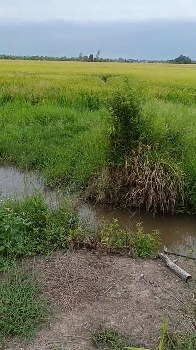 Đất nông nghiệp xã Mỹ Lạc Thủ Thừa Long An 45,000m² - Đầu tư sinh lời ngay!