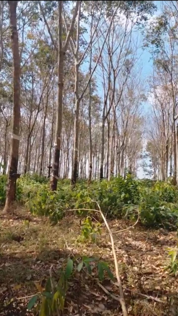 Đất Farm 8ha tại Xã Đồng Nai, Huyện Bù Đăng - Giá 650 triệu - Đường ô tô vào tận nơi!