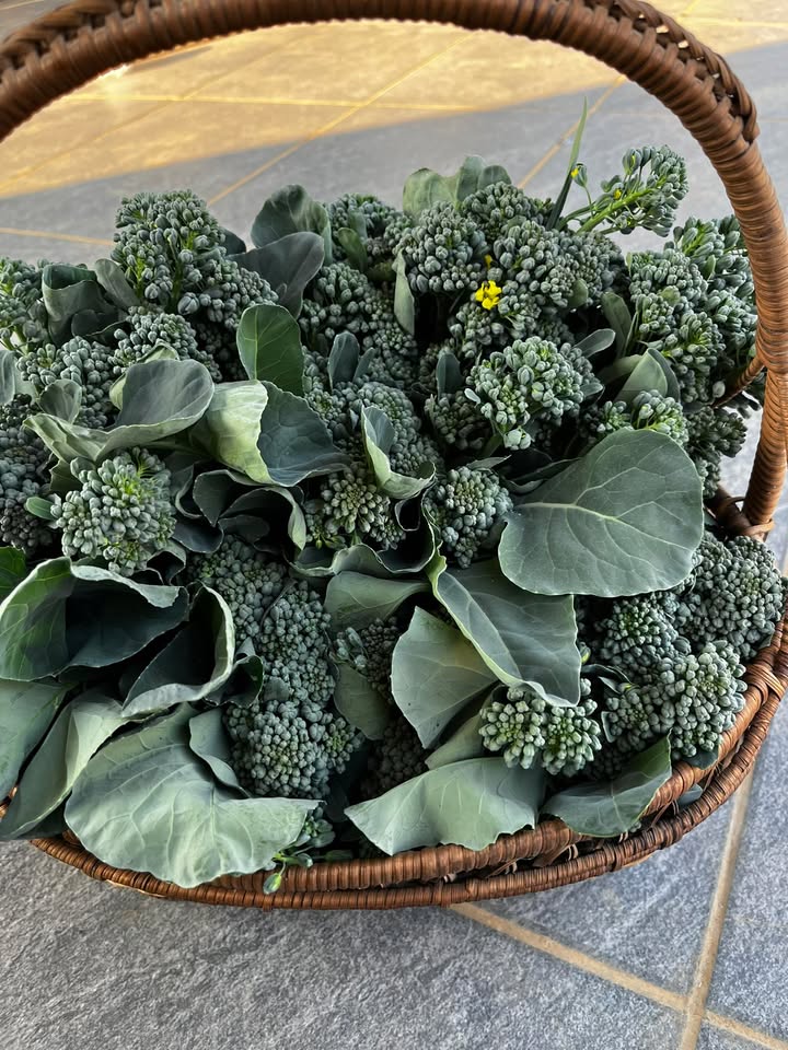 Đất nền Phường Đông Sang 513m² giá 6 tỷ - Cơ hội đầu tư không thể bỏ qua!