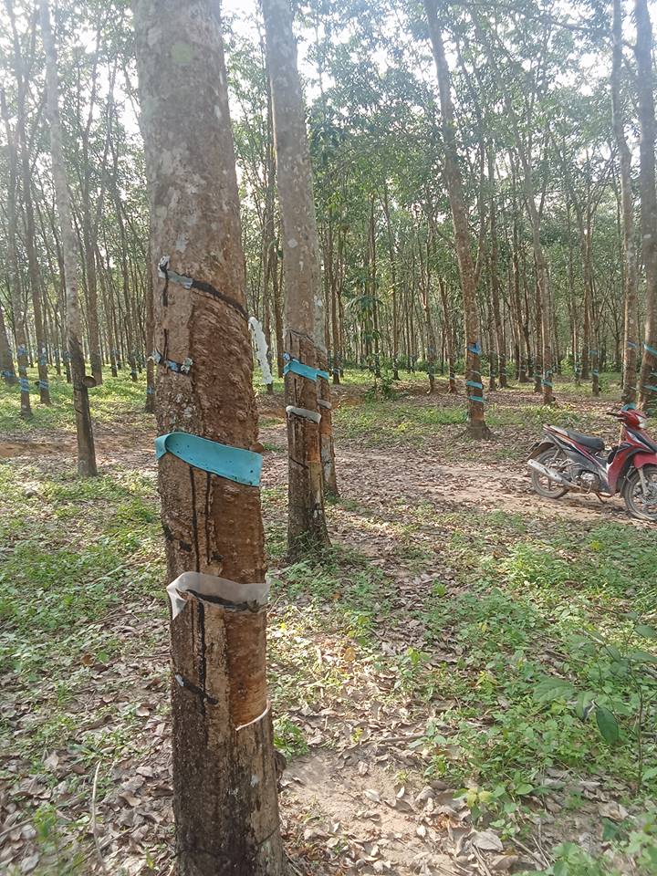 Đất nền 25.000m² tại Gia Huynh, Tánh Linh, Bình Thuận - Giá chỉ 1.8 tỷ, sổ xanh chính chủ!