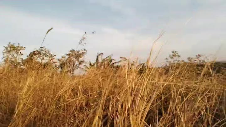 Đất nền 1,8Ha tại Tuy Đức, Đắk Nông - Giá 2.3 tỷ, vị trí đắc địa!