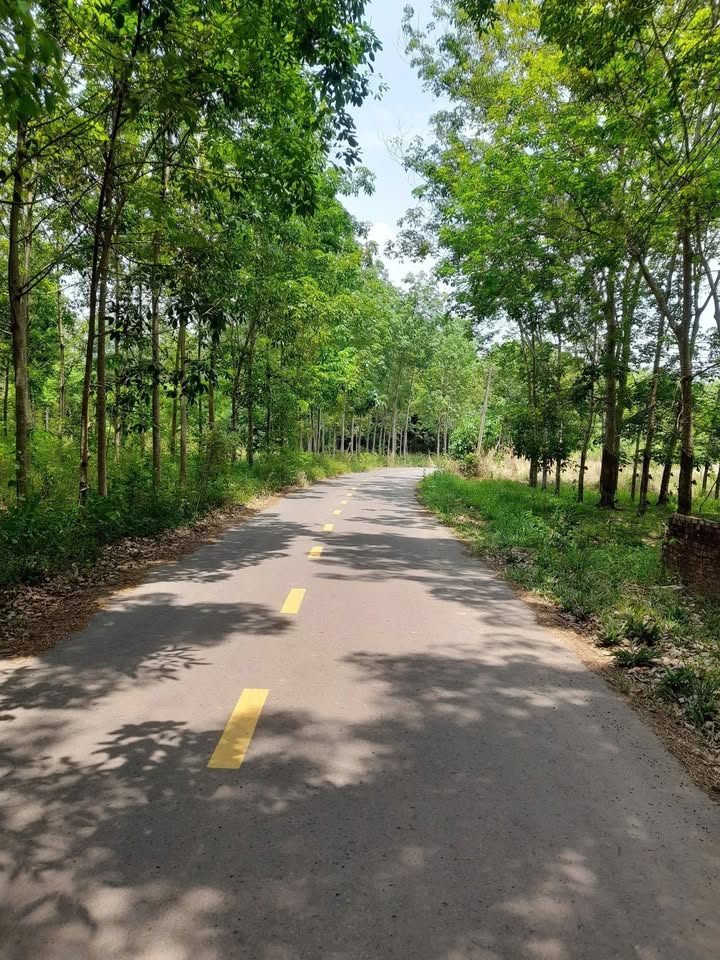 Bán gấp FrontHouse mặt tiền nhựa Phước Sang 83m² giá 6.2 tỷ - Cơ hội đầu tư tuyệt vời!