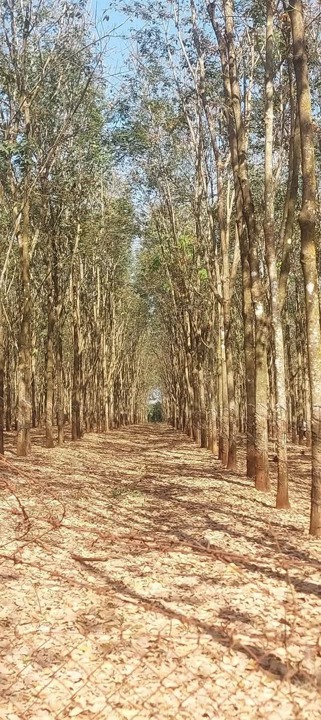 Đất nông nghiệp 1.8ha tại Đồng Nơ, Bình Phước giá 6 tỷ - Mặt tiền bê tông 30m!