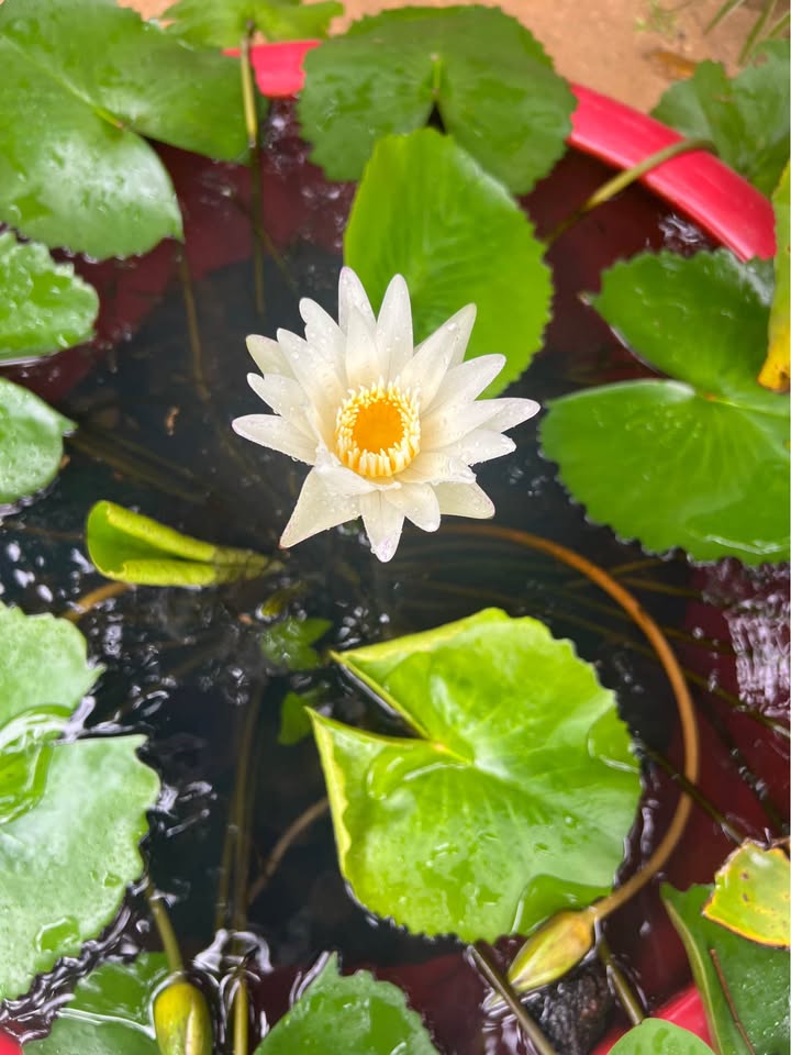 Nhà hẻm Ngô Quyền Quận 5, Diện tích 145m², Giá 790 triệu - Cơ hội sở hữu ngay!