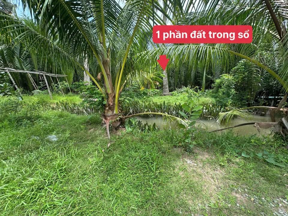 Bán đất Phường An Hội, Bến Tre 1000m² - Đầu tư lý tưởng cho quán nhậu sân vườn!