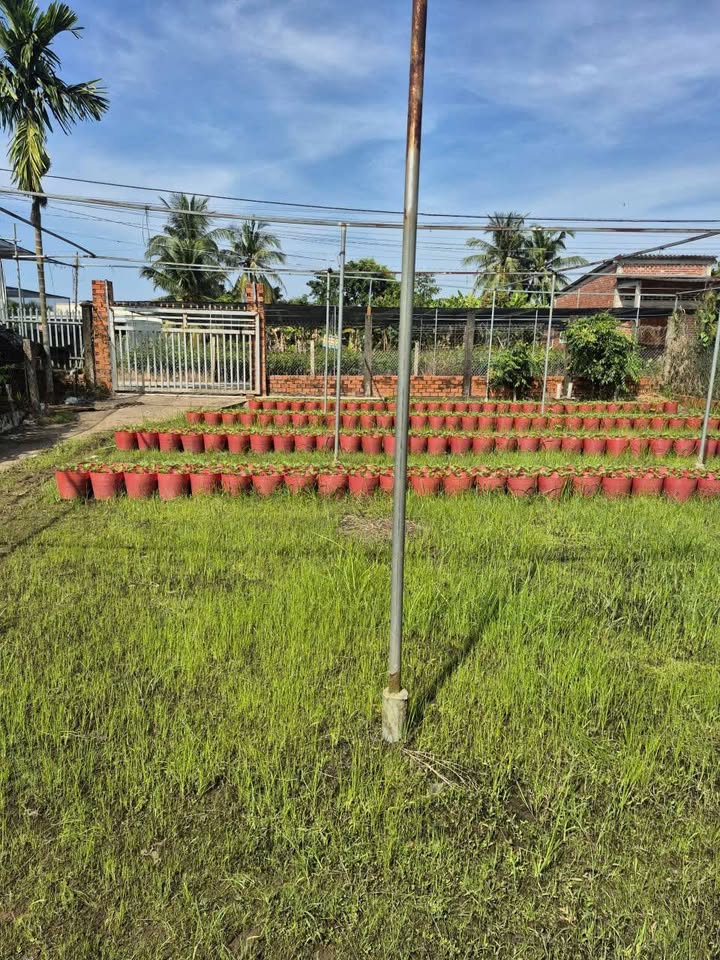 Đất nền Vĩnh Thành Chợ Lách 1309m² giá 1.7 tỷ - Mặt tiền rộng, tiện ích đầy đủ!