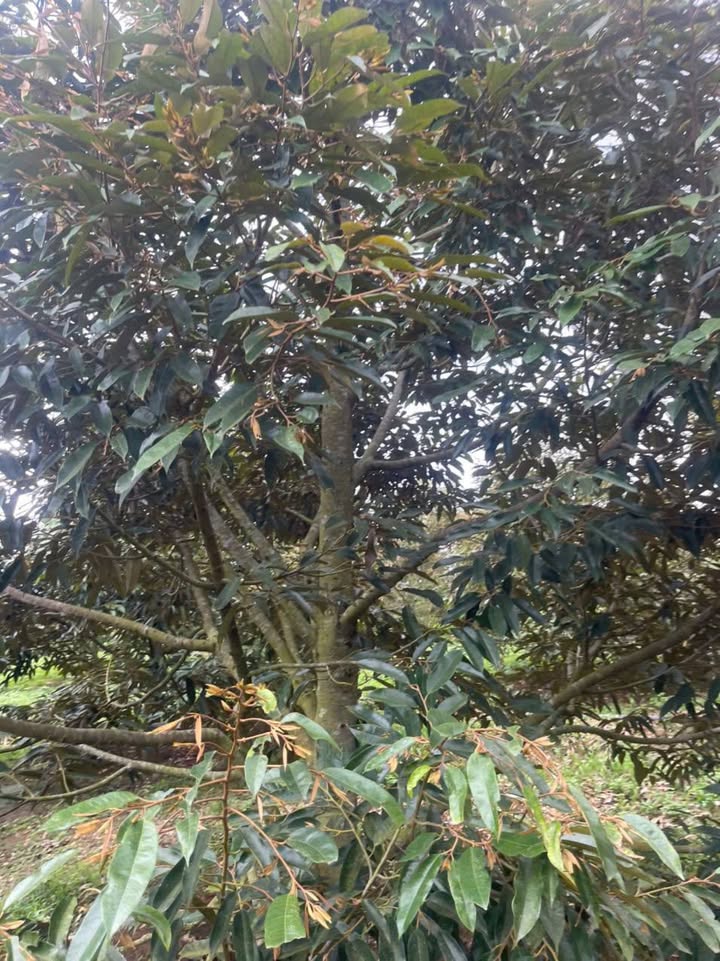 Đất thổ cư 5800m² tại Xã Ea Đar - Giá 1.9 tỷ - Đầu tư hiệu quả!