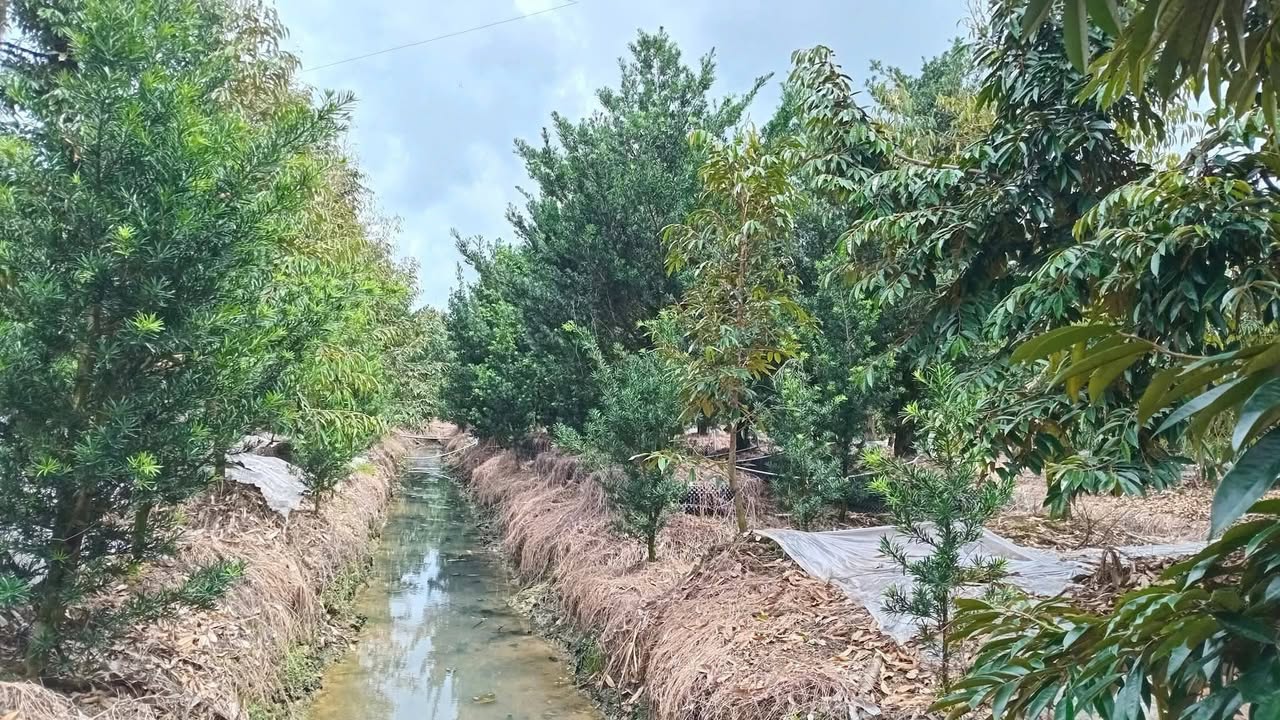 Đất vườn sầu riêng 8000m² tại Long Trung, Cai Lậy - Tiềm năng thu nhập 1 tỷ/năm!