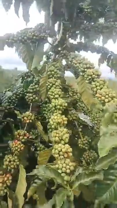 Farm 24/3, Thị trấn Núi Thành 7000m² giá 1 tỷ - Đầu tư sinh lời hấp dẫn!