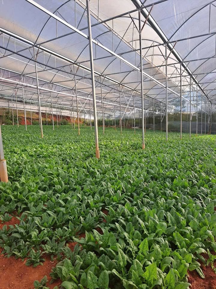 Đất nền 5 sào tại Thị trấn Đinh Văn, Lâm Hà - Giá 7 tỷ, Sổ riêng công chứng