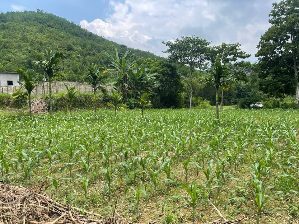 Lô đất nghỉ dưỡng 14.000m² gần Serena Resort Kim Bôi - Cơ hội đầu tư hấp dẫn!