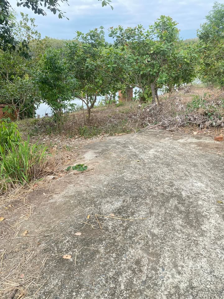 Đất nền sông Bé 1,2ha giá 1,8 tỷ - Đầu tư sinh lời hấp dẫn!