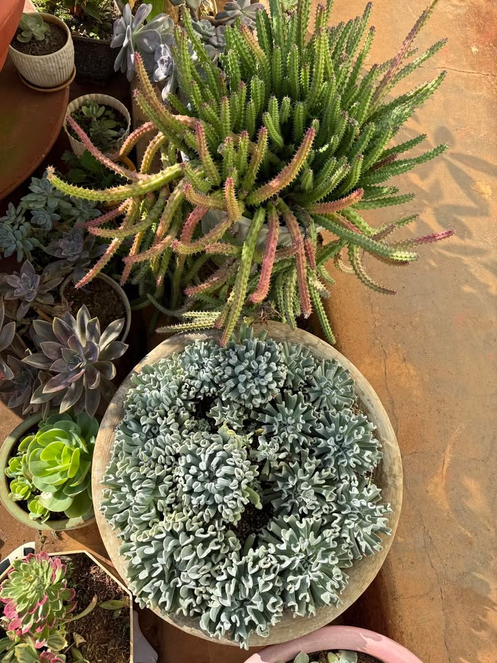 Đất nền 1420m² tại xã Ea BHốk, Đắk Lắk giá 4.615 tỷ - Đường bê tông, gần UBND xã!