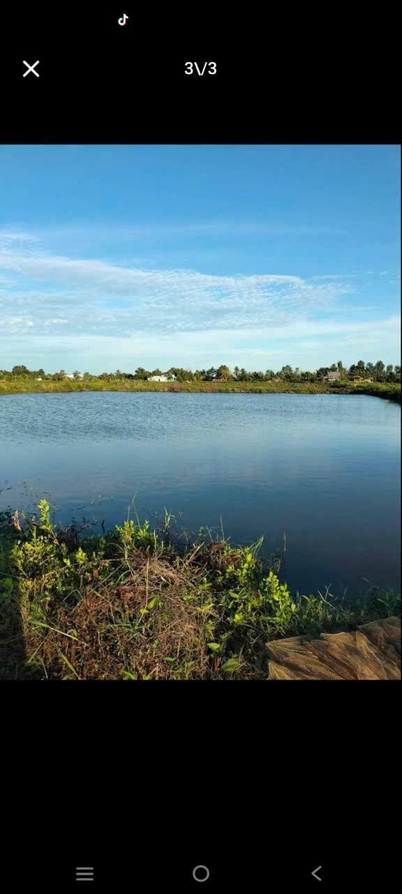 Bán Farm 5 Công Ao Tôm tại ấp Tam Hòa, Sóc Trăng - Đường 940 chỉ 250m!