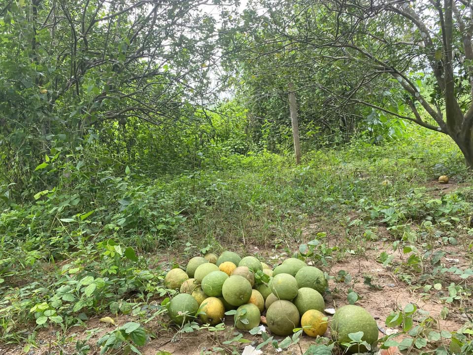 Đất vườn Khánh Nam Khánh Vĩnh 256m² giá 650 triệu - Đầu tư sinh lời ngay!