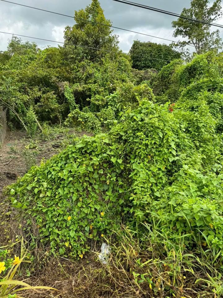 Đất thổ cư 950m² tại ấp Gò Nhum, Vĩnh Long - Giá chỉ 1 tỷ xx, cơ hội đầu tư tuyệt vời!