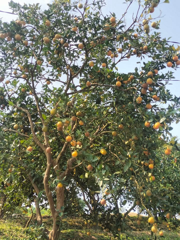 Đất vườn cam 5ha tại Huyện Lạc Thủy - Mặt tiền quốc lộ liên tỉnh