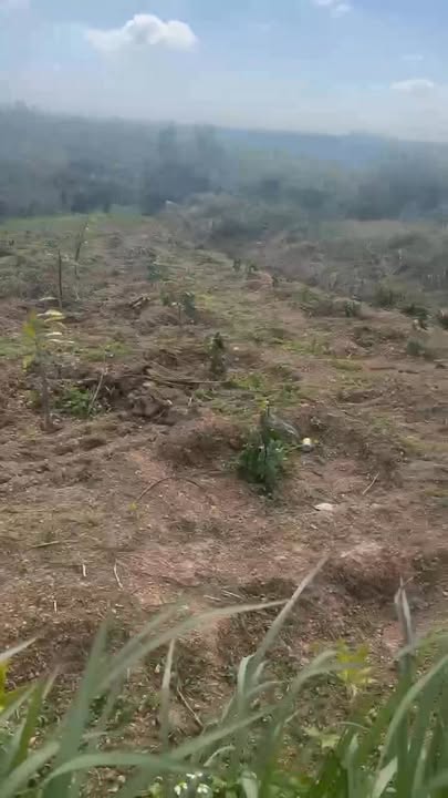 Đất Farm 6 sào tại Thanh Xuân, Đắk Lắk giá 960 triệu - Đầu tư sinh lời ngay!